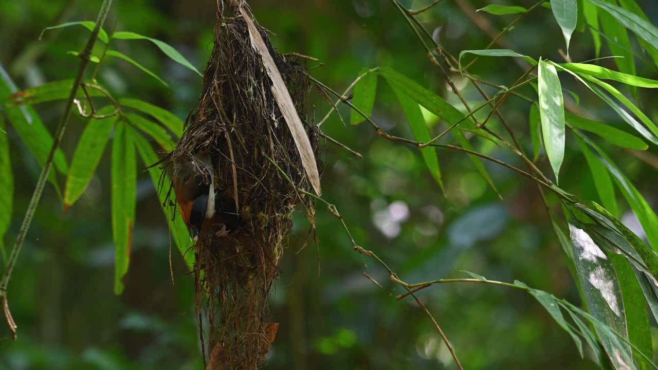 Seen deep into its nest feeding its nestlings and then takes off, Silver-breasted Broadbill, Serilophus lunatus, Kaeng Krachan National Park, Thailand