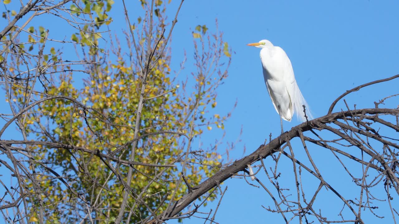 남부 캘리포니아의 세풀베다 야생동물 보호구역에 있는 큰 독수리.