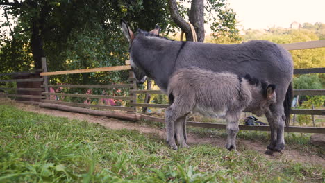 a cute little newborn miniature mediterranean donkey with a fringe clumsily trotting next to its mother, looking for something to eat, both standing next to a plank farm fence, static 4k shot