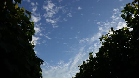 grape vines with a beautiful cloudy sky