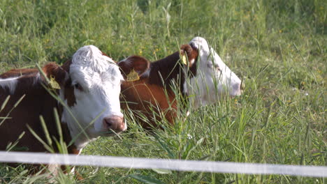 medium close-up of two cute cows in green grass