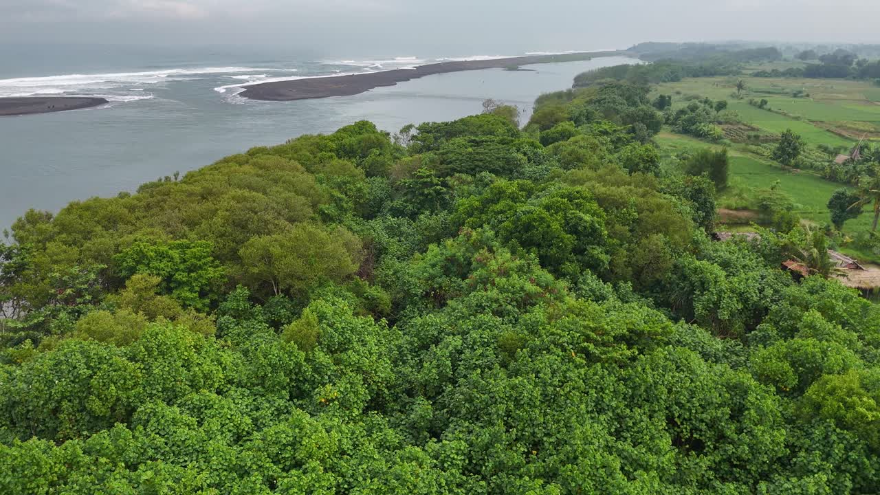 Aerial view of mangrove trees on the shoreline