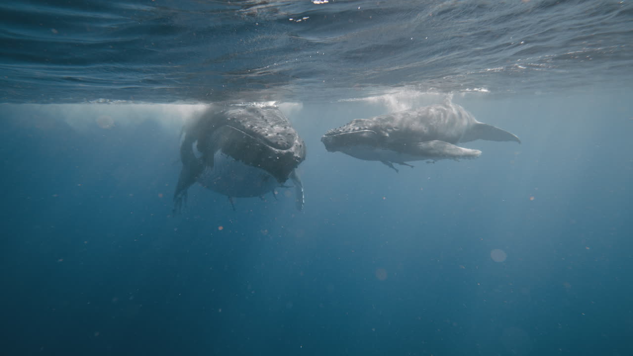 Beautiful Humpback Whale Documentary Observing A Mother And Calf Relationship Underwater In Vava'u Tonga