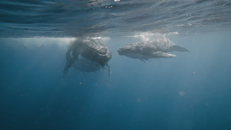 Beautiful-Humpback-Whale-Documentary-Observing-A-Mother-And-Calf-Relationship-Underwater-In-Vava'u-Tonga