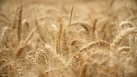 Getreideköpfe---Weizen-Wächst-Auf-Kultiviertem-Feld---Nahaufnahme