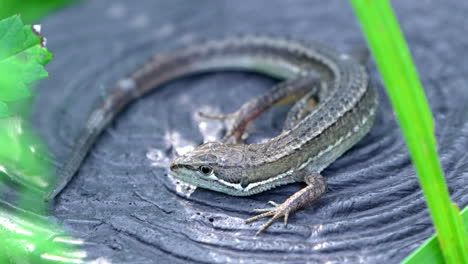 Primer-Plano-De-Lagarto-De-Hierba-Japonés-Mirando-En-La-Distancia