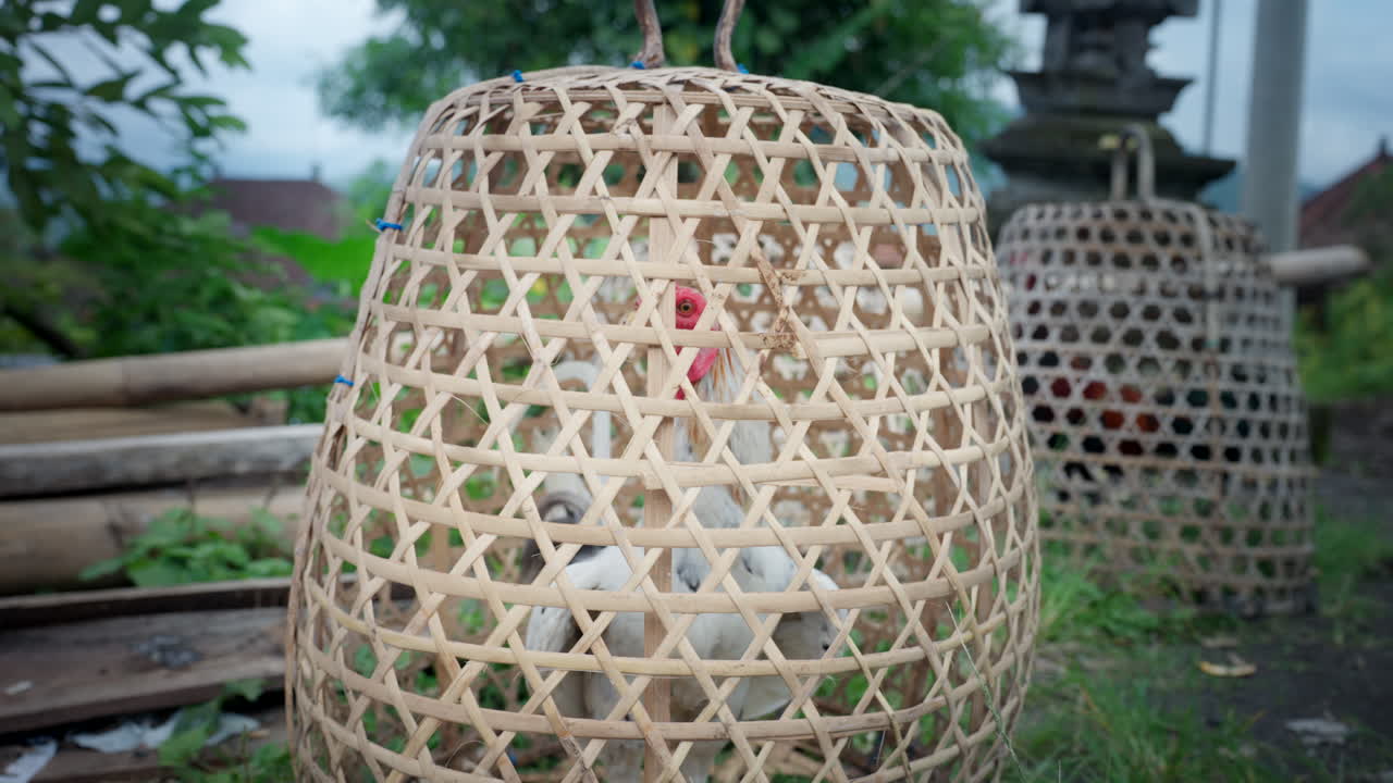 전투를 준비하고, 은 치명적인 경쟁을 기다리고, 도박.