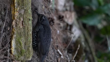 Un-Pájaro-Zoothera-Andromedae-Estaba-En-Los-Arbustos-Buscando-Comida