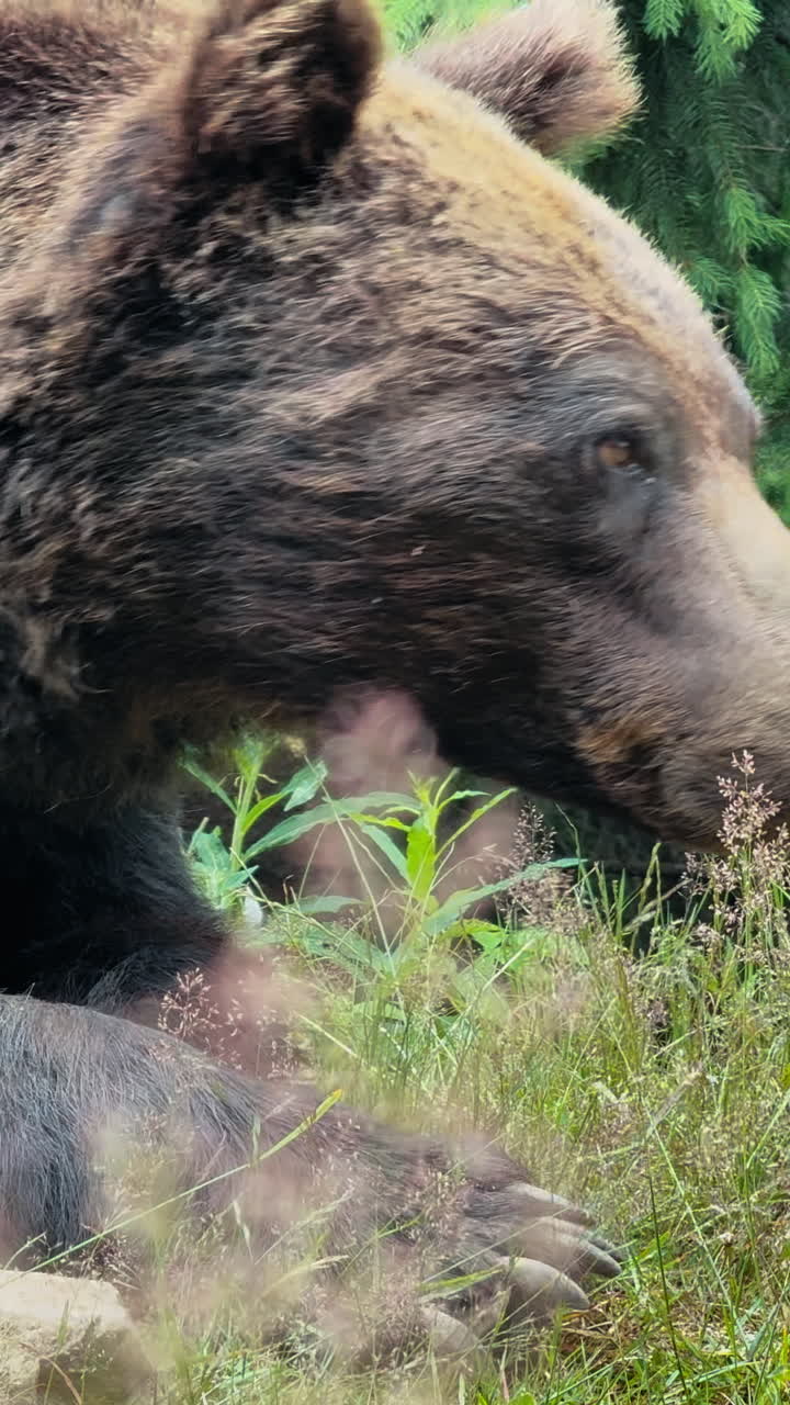 Un primo piano di profilo della testa di un orso bruno con una folta vegetazione verde e pini nel
