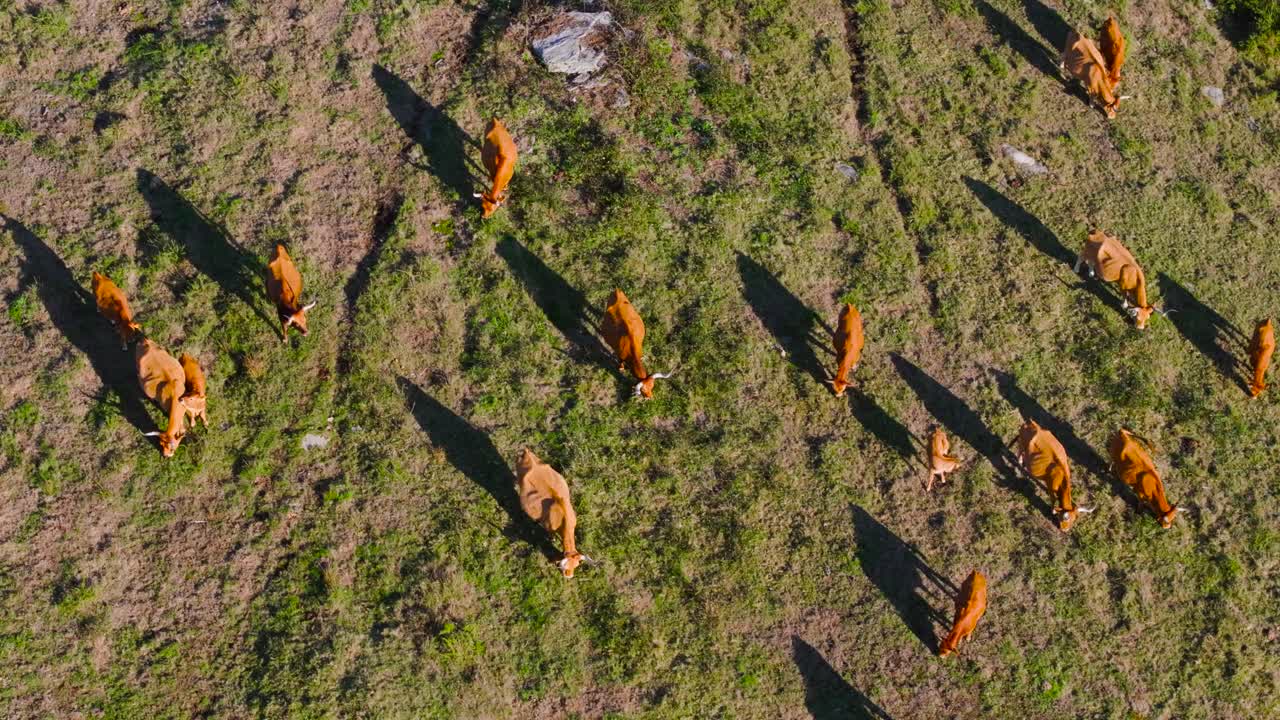 Livestock Farming With Cachena Cattle Grazing In Cachenas Pedra Cabalgada s.c Ranch In Brazal, A Coruña, Spain. Aerial Topdown Shot