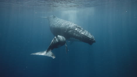 Ballenas-Jorobadas,-Madre-Amamantando-A-Un-Ternero-En-El-Reino-De-Tonga