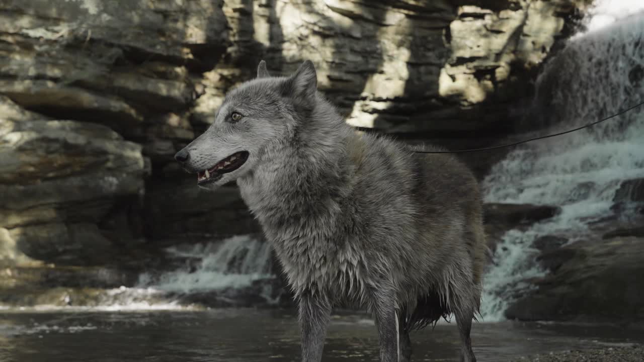 A wet gray wolf stands alert before a roaring rock-face waterfall, eyes steady and fur soaked — a powerful pause in a dynamic wilderness setting.