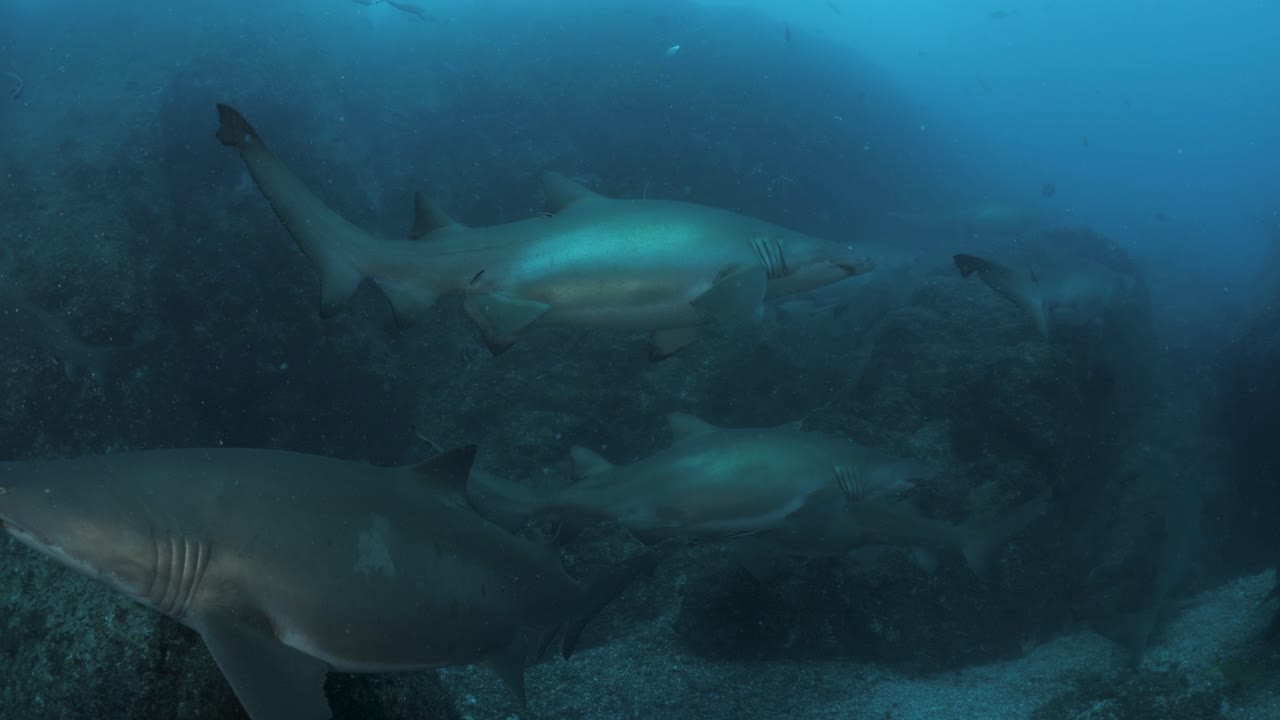 A large congregation of a pregnant Grey Nurse Sharks gathering in a marine park of the coast of Australia