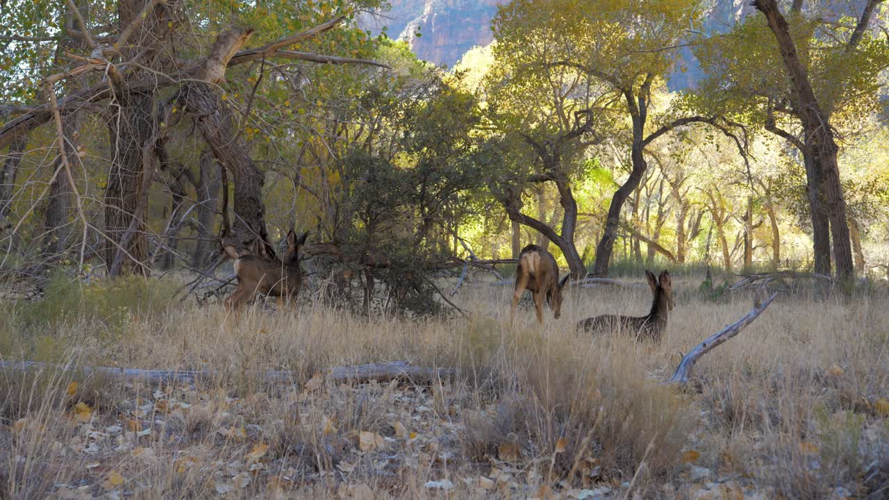manada de ciervos salvajes con ciervos pastan y descansan a la sombra de los árboles en el bosque de zion park