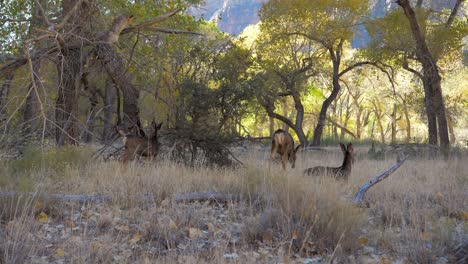 herd of wild deer with fawns graze and rest in shade of trees grove in zion park