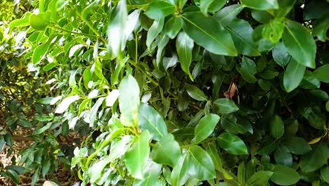 green-bush-in-the-park-panning-motion