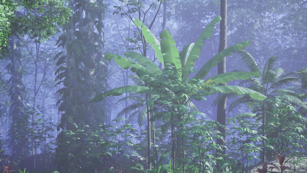 Lush tropical rainforest with varying plant life in a misty atmosphere