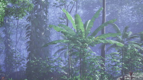 lush tropical rainforest with varying plant life in a misty atmosphere