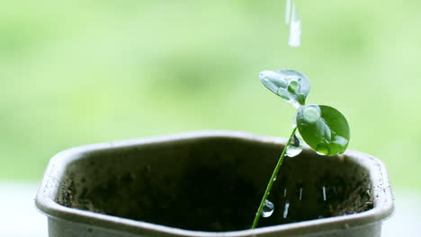 Regar-Una-Pequeña-Plántula-En-Maceta-Goteando-Gotas-De-Agua-Sobre-Ella