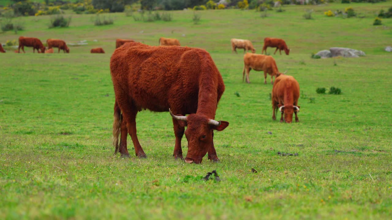 Mucca marrone dal pelo lungo che mangia erba con una mandria di mucche