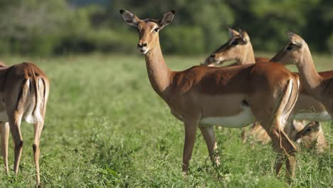 manada de impala hembra con sus crías de pie en un prado de hierba