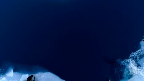 aerial view over seals on white ice floe in iceland. seals are next to the blue sea. there is seals swimming in the sea.