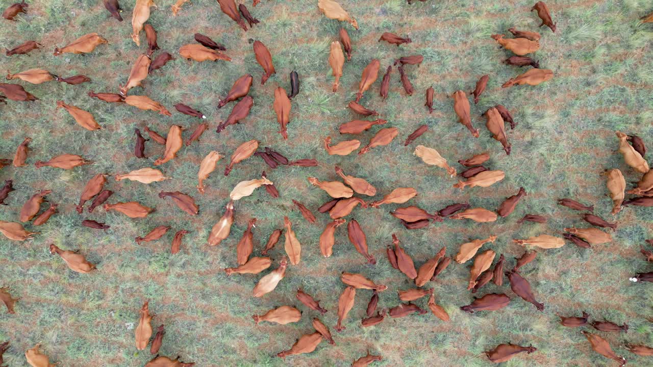 남아프리카 공화국 의 시골 농장 에서 자유롭게 사육 하는 가축 들 의 공중 사진