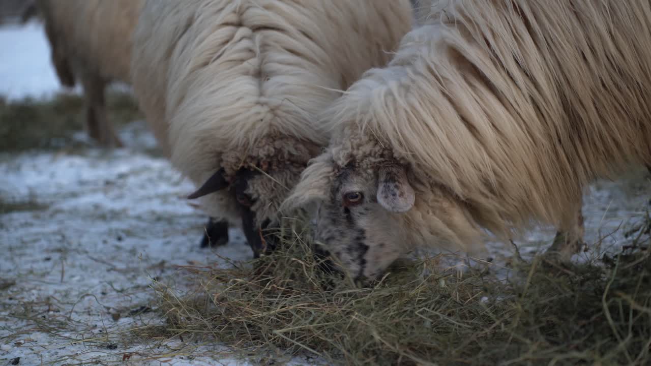Iceland sheep share hay distributed by a farmer for them to eat during days with snow covered grass