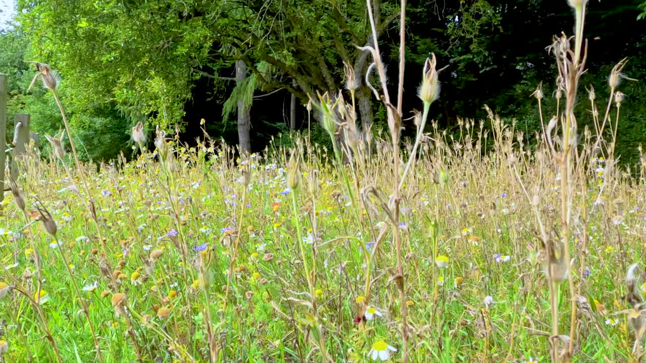 Dry wildflower seed heads move gently in a sunlit meadow, with lush green trees in the background. Natural daylight and slight camera shake suggest a breezy, tranquil outdoor scene