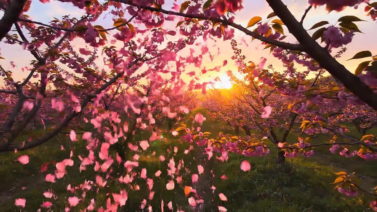 Spring Cherry Blossoms in Orchard During Golden Hour Sunset