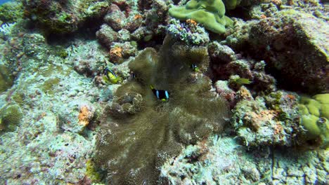 black clownfish brushing against hosting anemone tentacles, maldives