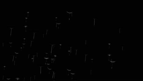 realistic dandelion seeds blowing in the wind isolated on black background 4k dandelion head flying