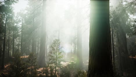 sunset on the giant forest, sequoia national park, california