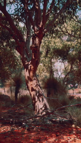 australian tree in a forest landscape