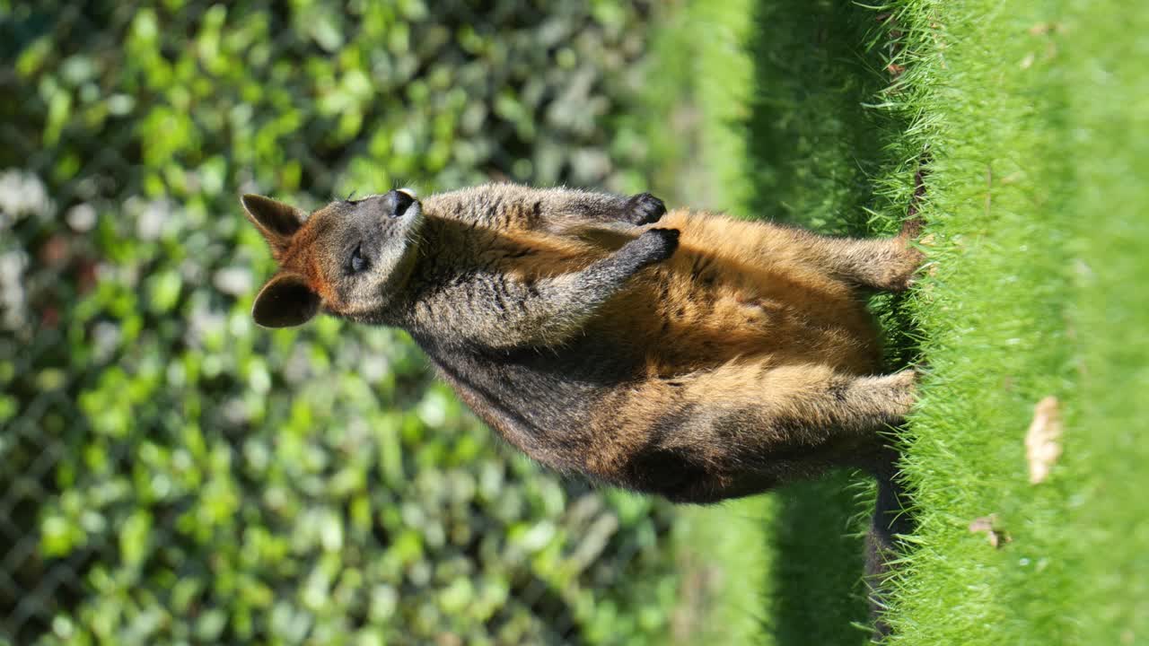 la vida silvestre australiana en el centro de atención: una mirada más cercana a los wallabies