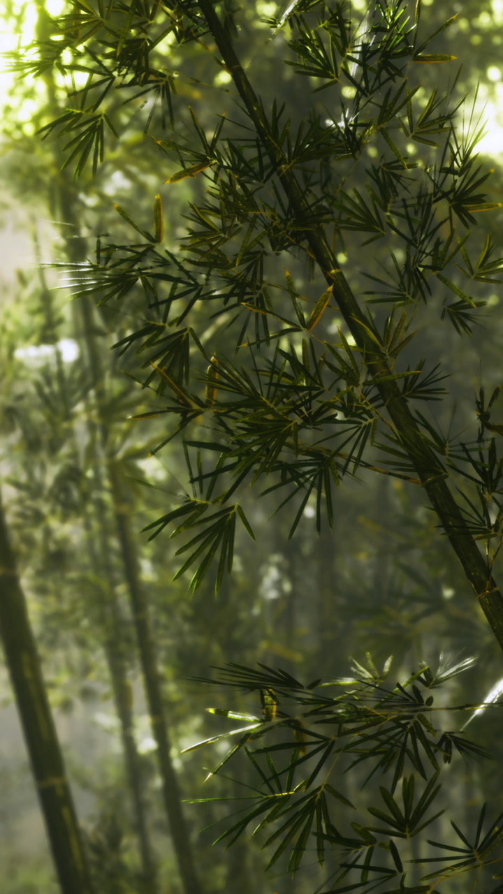 Serene bamboo forest bathed in soft morning light with gentle shadows