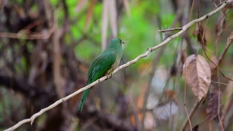 藍胡子蜜蜂食者 (blue-bearded bee-eater) 在馬來西亞半島 (包括泰國) 特定的森林清理區