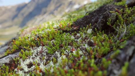 Arktischen-Tundra.-Schöne-Natur-Norwegen-Naturlandschaft.