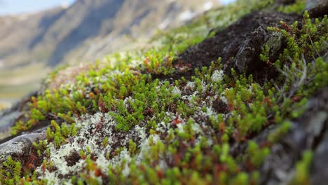 la tundra ártica, la hermosa naturaleza, el paisaje natural de noruega.