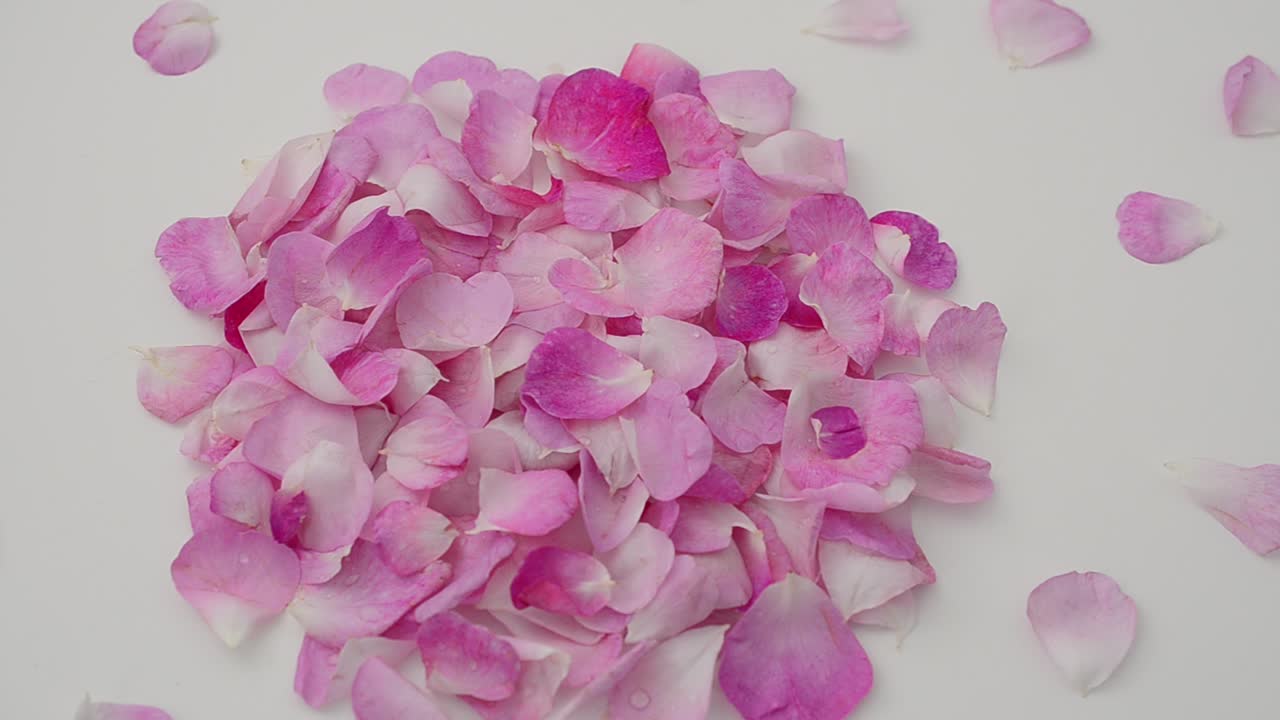 Rosa-chá em fundo branco. Fotografia em movimento.