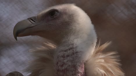 Eine-Nahaufnahme-Des-Kopfes-Eines-Himalaya-Greifs,-Aufgenommen-In-Einem-Zoo