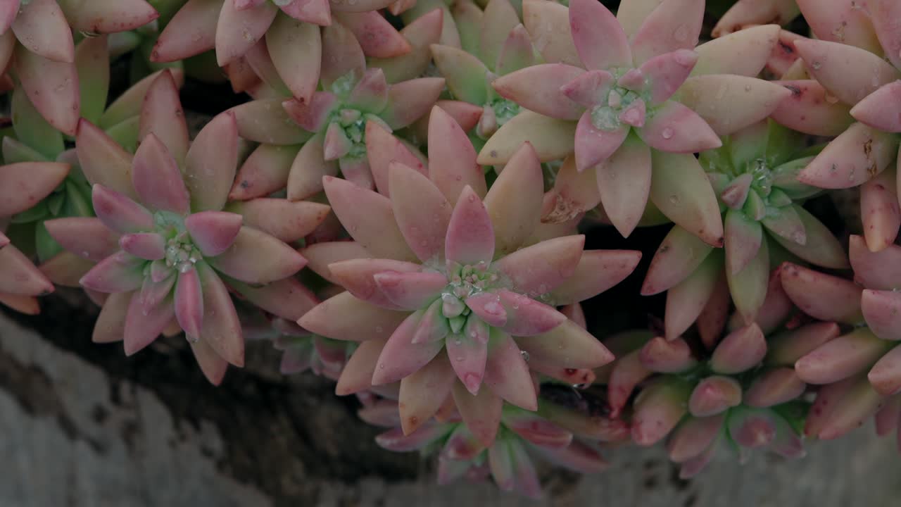 핑크색과 녹색의 수큐렌트와 은 방울이 신선한 미학을 창조합니다.