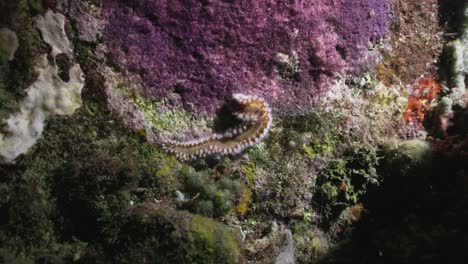 A-fire-worm-crawling-on-the-bottom-of-the-reef-on-a-night-dive