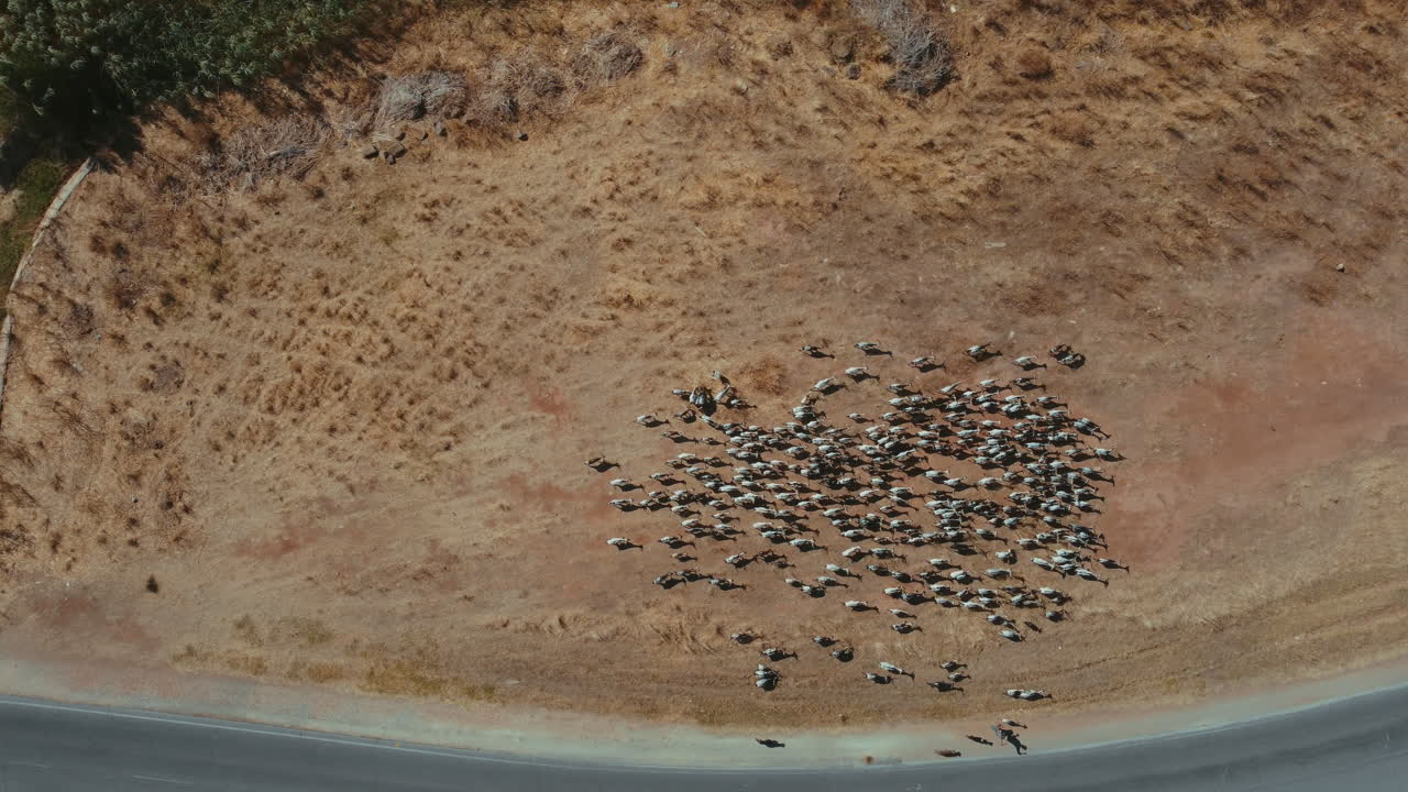 해가 뜨는 동안 자동차와 함께 도로 옆 모래밭에서 달리는 염소 떼를 따라 공중 하향식 샷