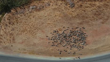 toma aérea de arriba hacia abajo siguiendo el rebaño de cabras corriendo en un campo arenoso al lado de la carretera con coches durante el sol