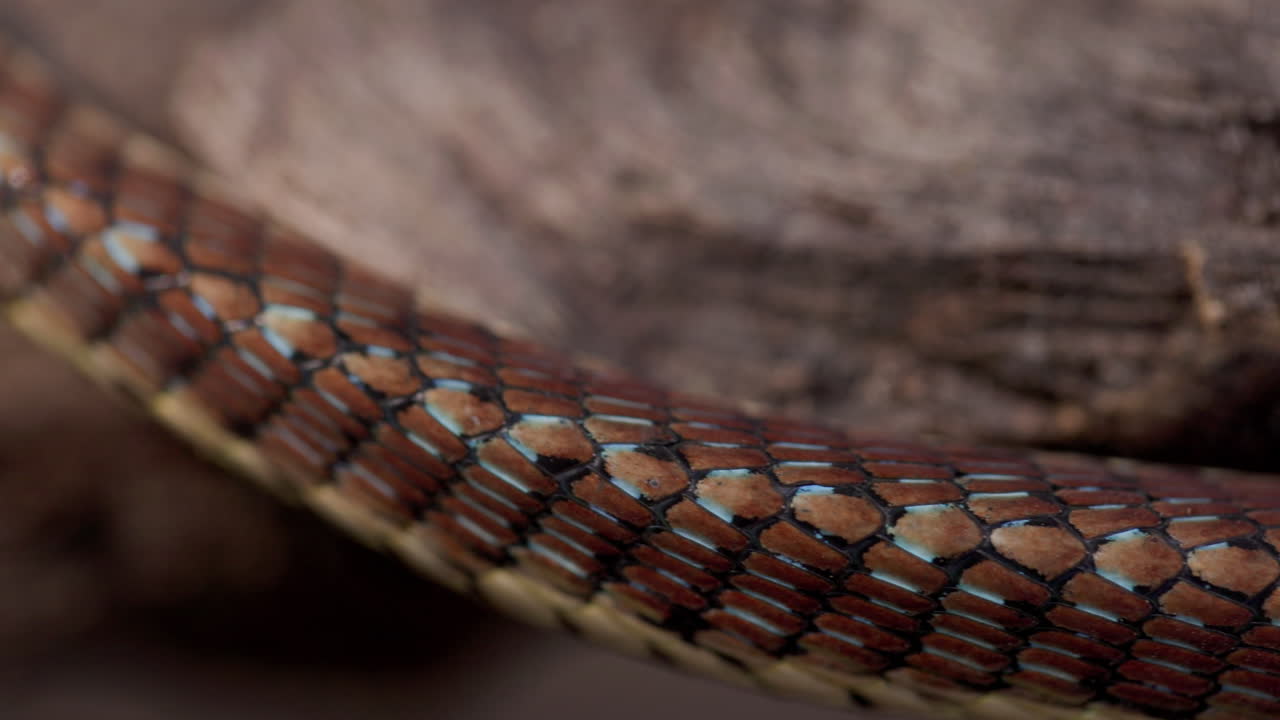 Primo piano delle squame con i motivi del corpo di un serpente arboricolo dal dorso bronzato che si increspano durante un movimento fluido.