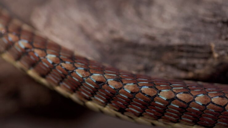 Closeup of Bronze-backed Tree Snake body patterns scales rippling during fluid movement