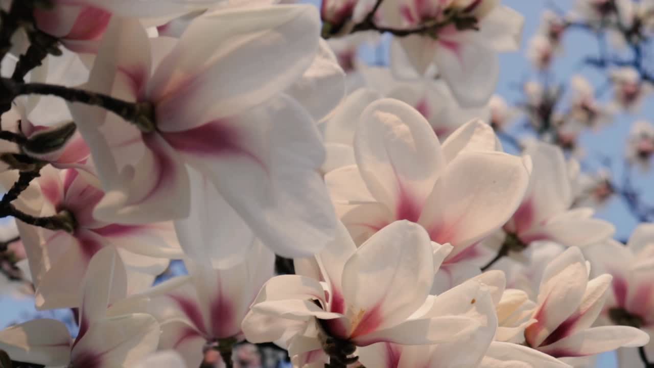 Magnolia tree flowers blossom swirling in the wind