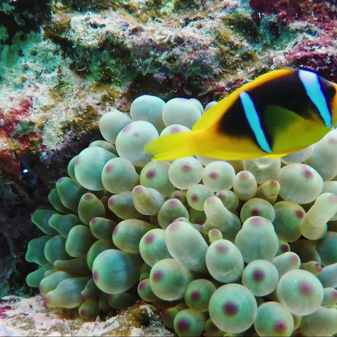 Ecosistema di una Barriera Corallina con Molti Pesci Anthias del Mar Rosso 5