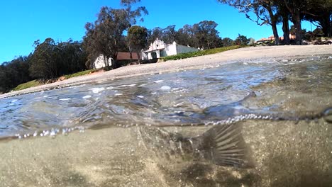 liberación bajo el agua de una perca de surf de california, san simeon